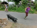 ubud (46)